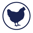 Chicken flavor icon
